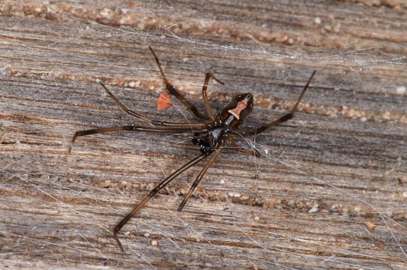 Latrodectus_hasselti_D3639_Z_89_Hamelin pool_Australie.jpg